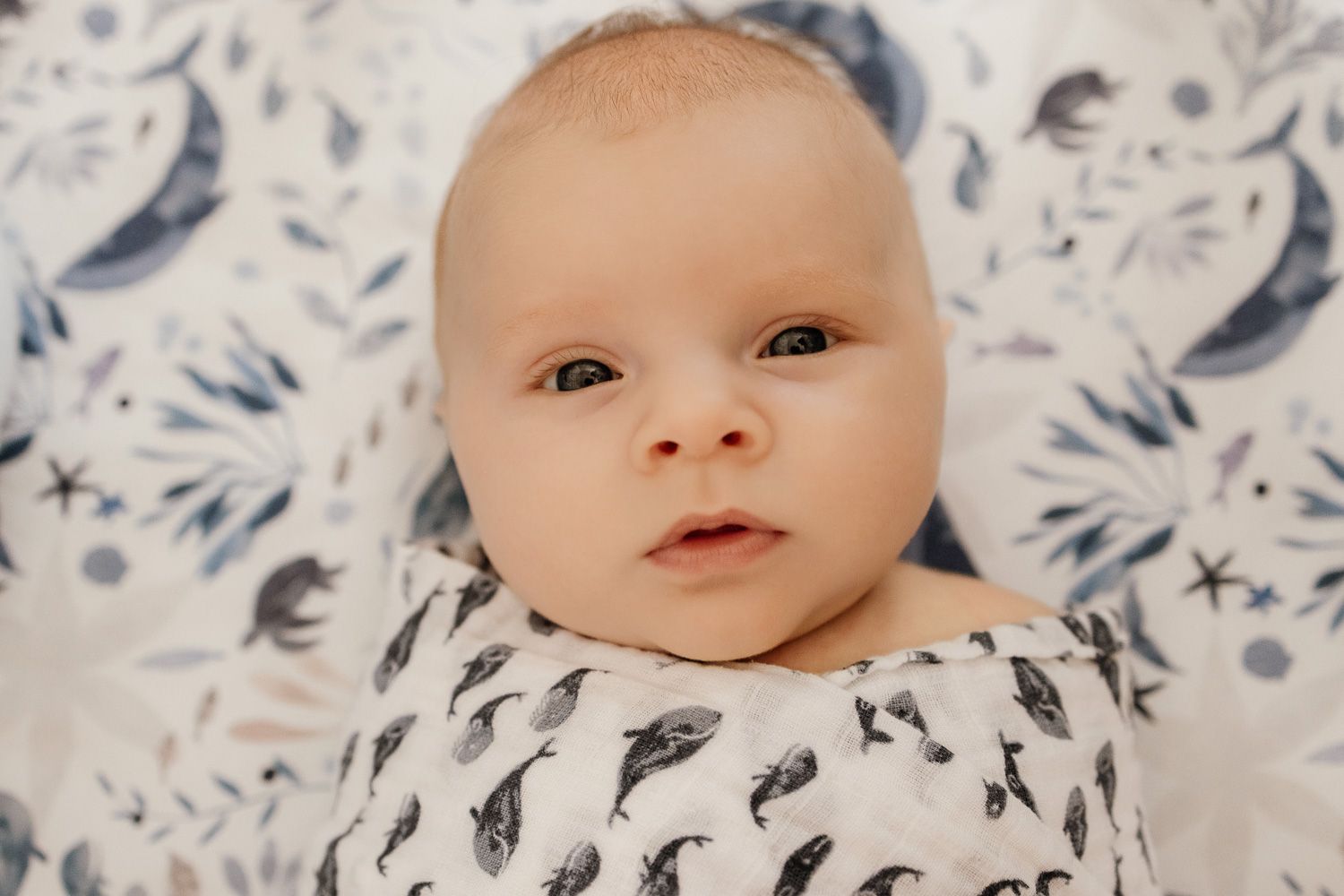 Swaddled baby looks intently into the camera during his in-home newborn session with Bay Area newborn photographer Cindy Tucey