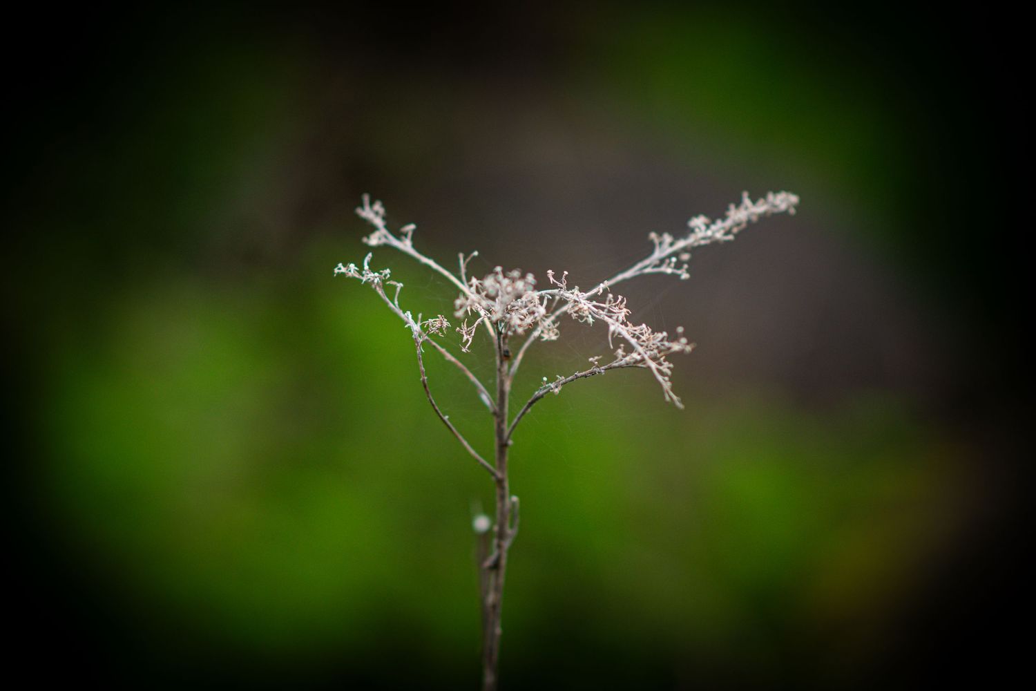 Dried plant stem with delicate white flowers against blurred green background.