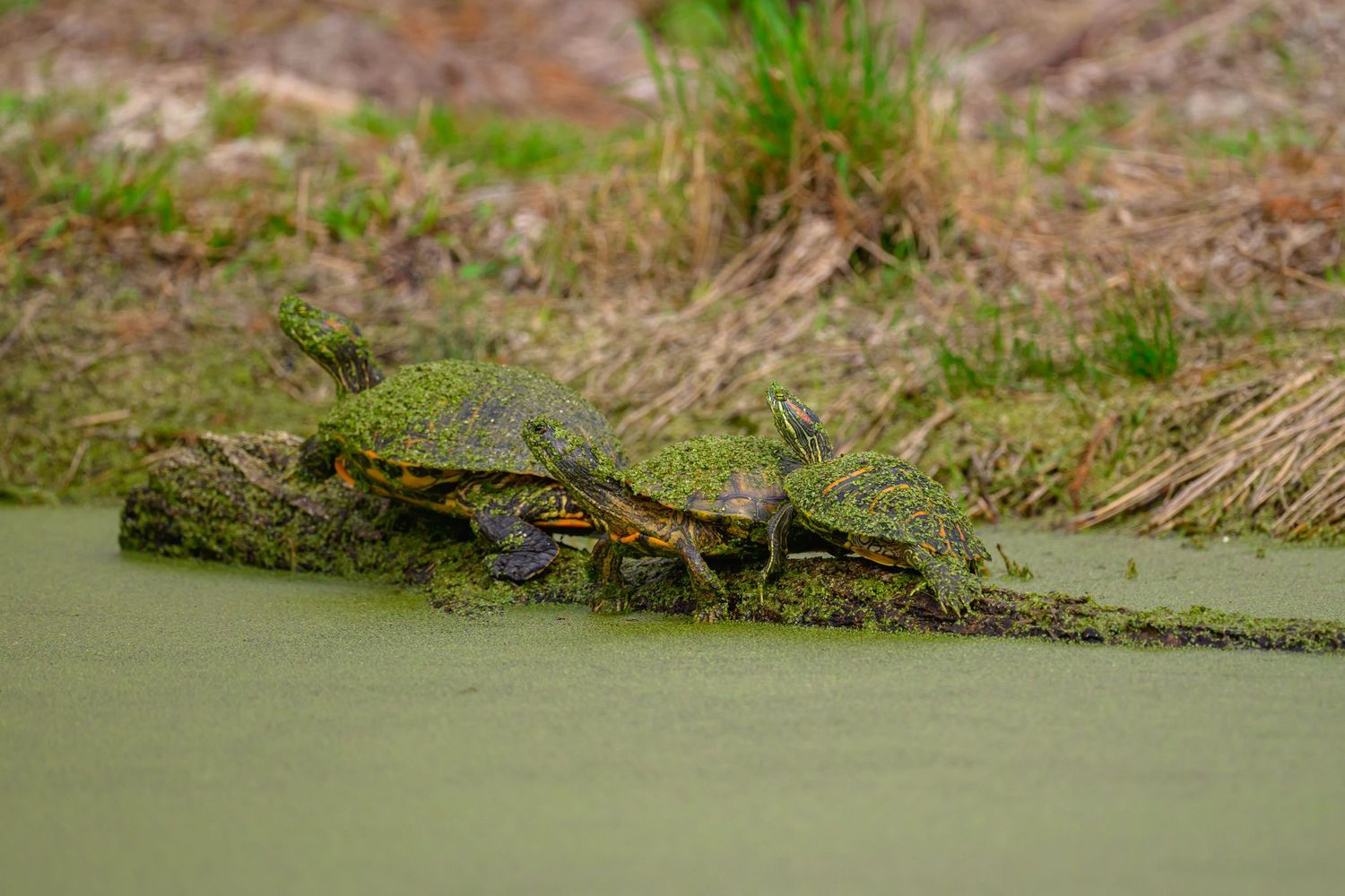 Wildlife: Red-Eared Slider