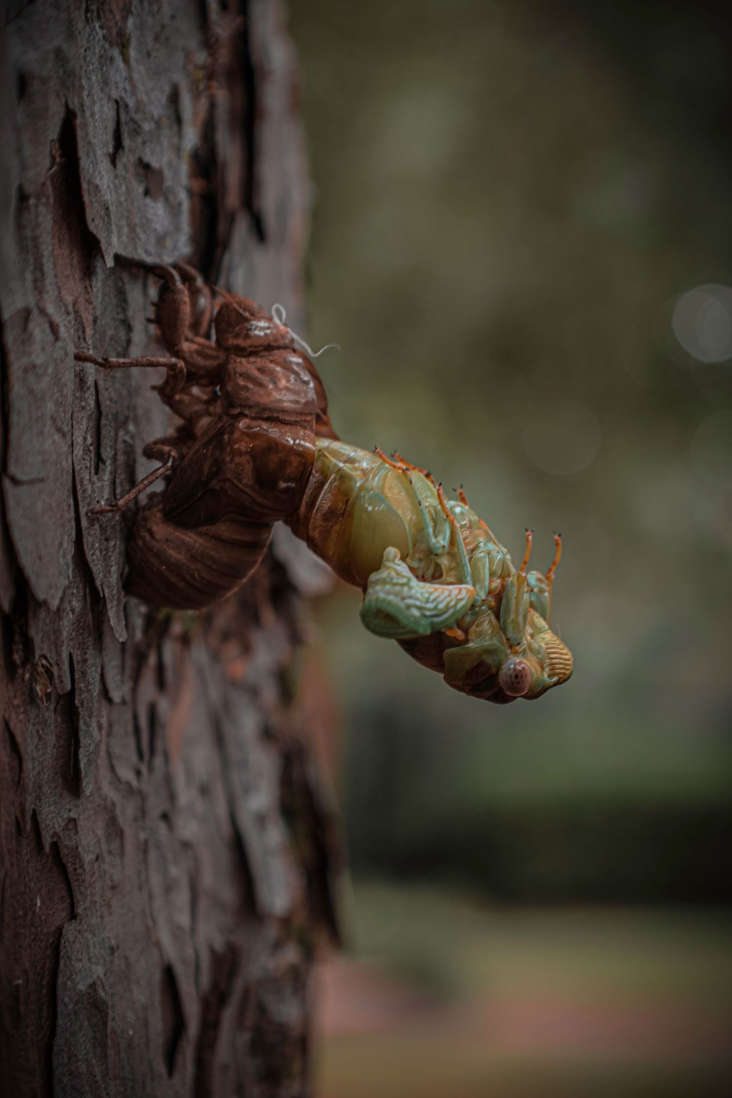 Cicada, Florida