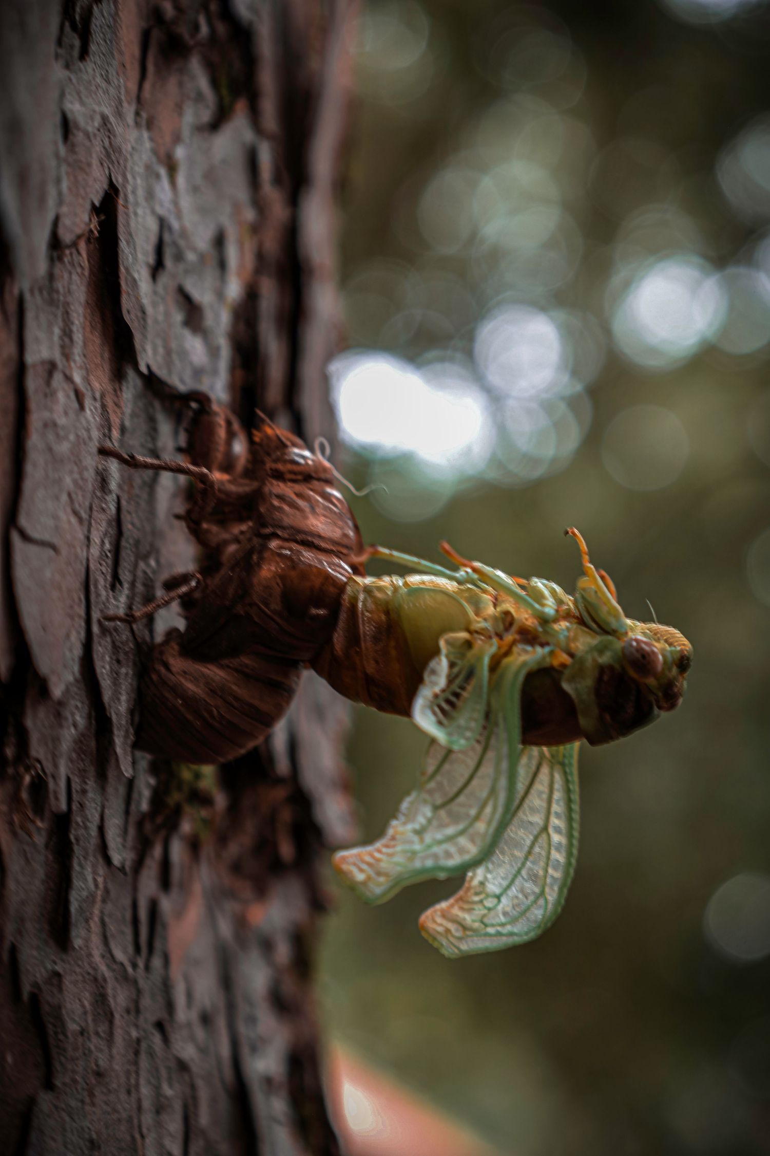 Cicada, Florida