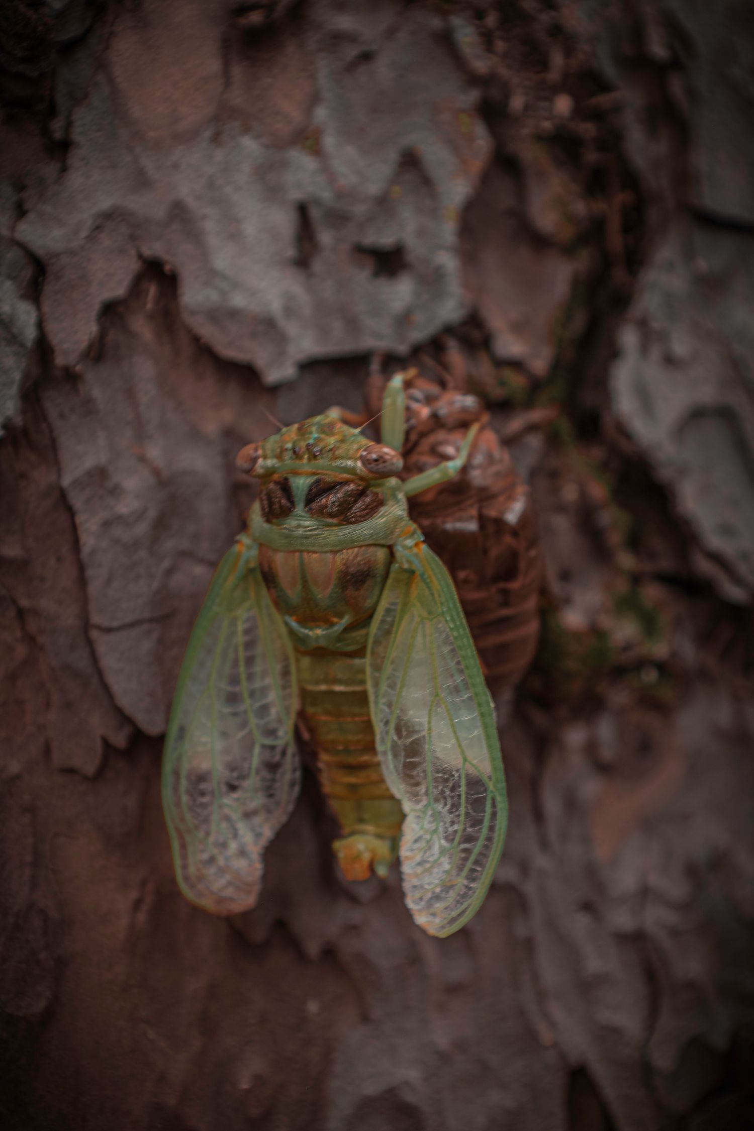 Cicada, Florida