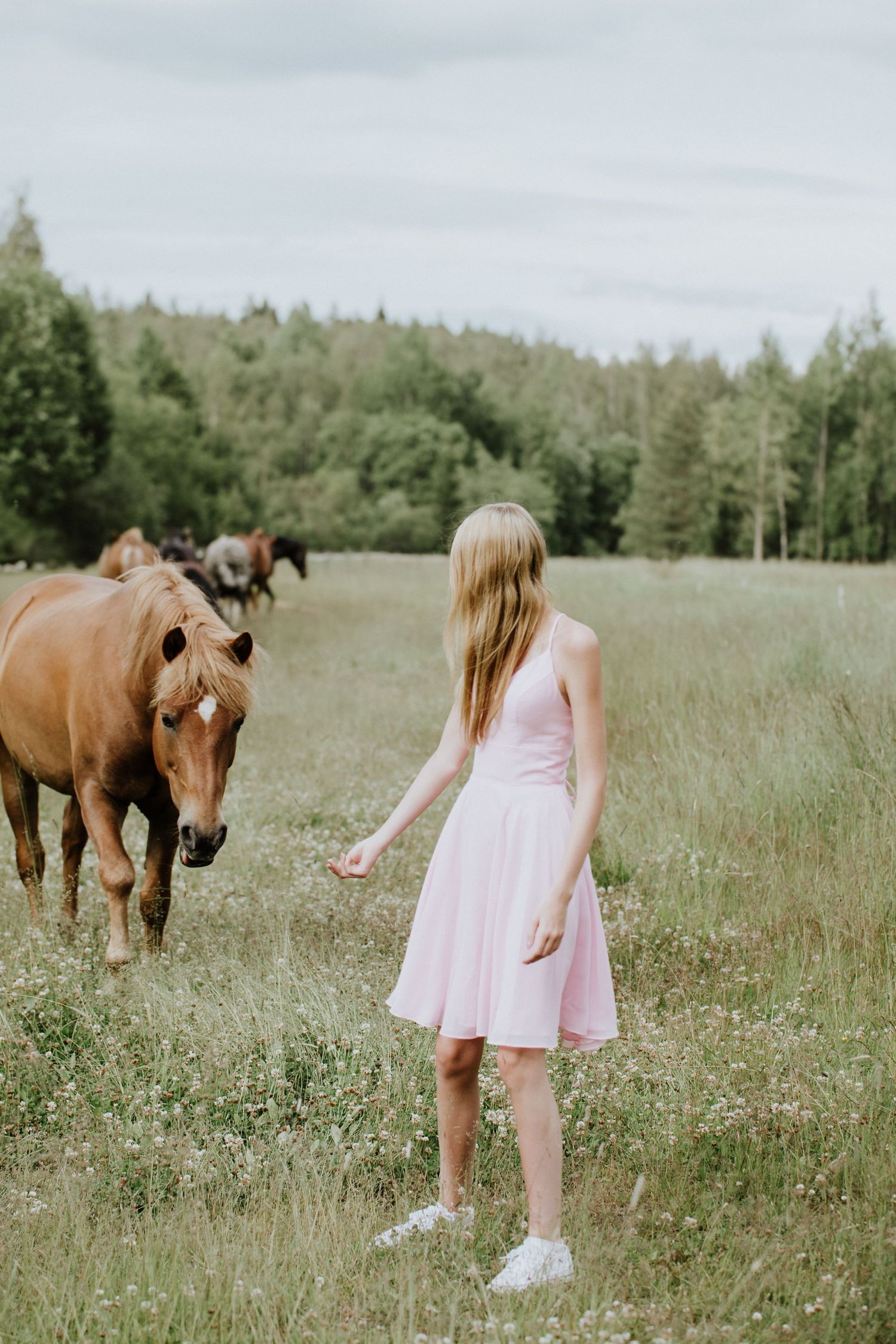A series of photos showing a person in a pink dress interacting with a brown horse in a serene meadow on a summer day.