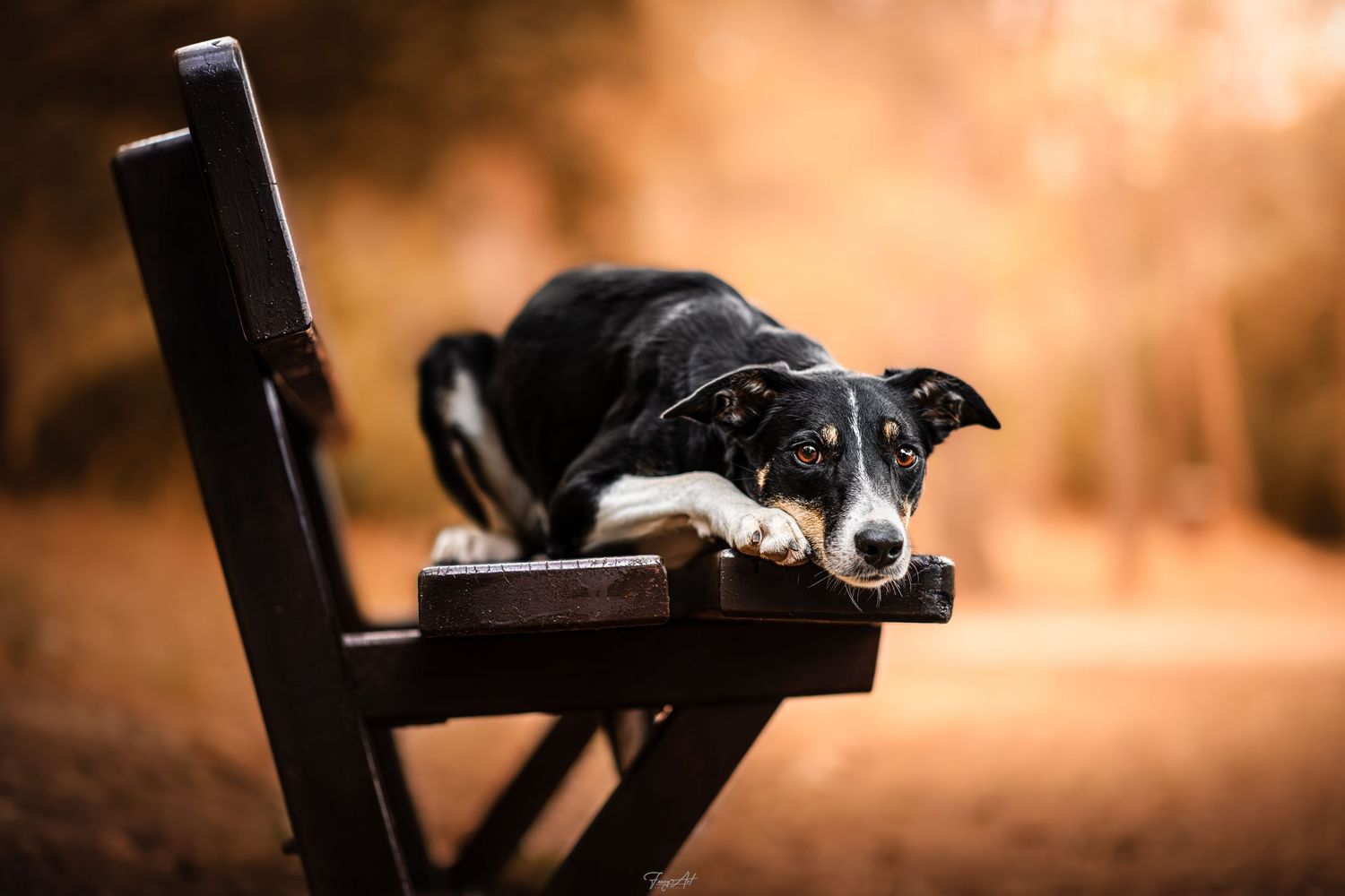 Chien Border collie automne
