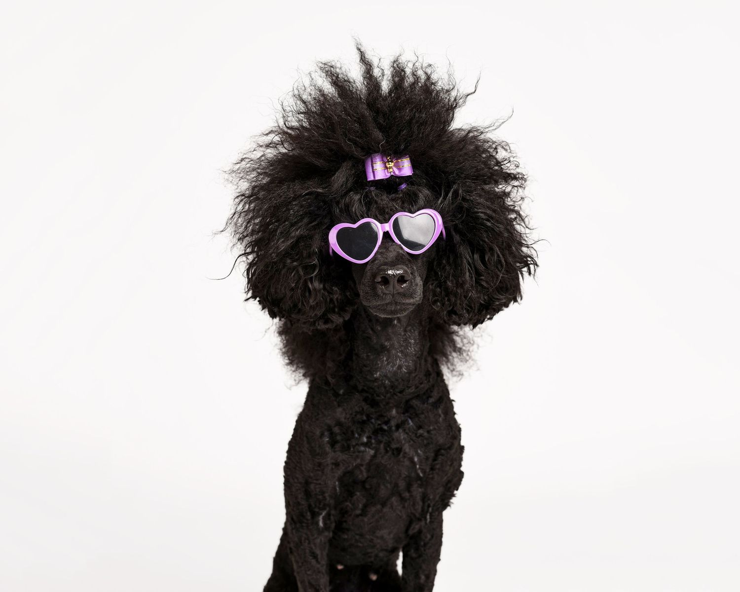Poodle with sunglasses at Tripdog Photography Portrait Studio on a white background