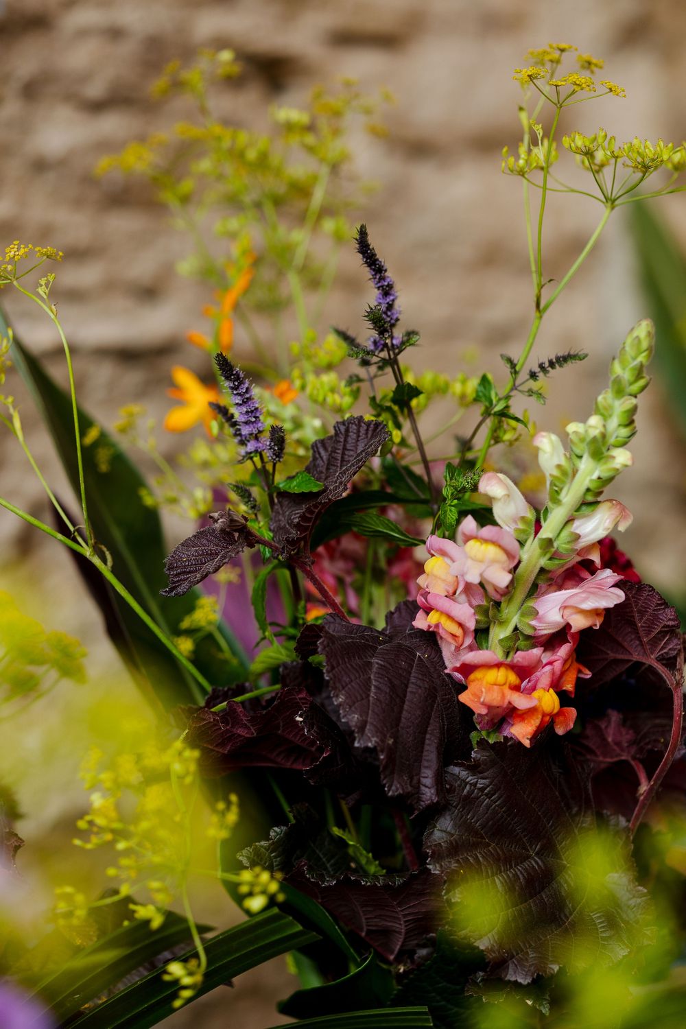Pink flowers and dark purple foliage create a striking contrast against a blurred natural background.