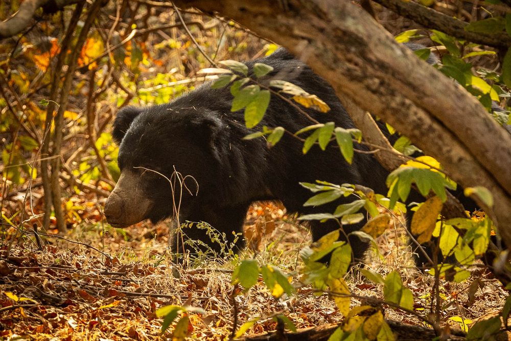 A black sloth bear walking through a forest with golden leaves and tangled branches in natural habitat.