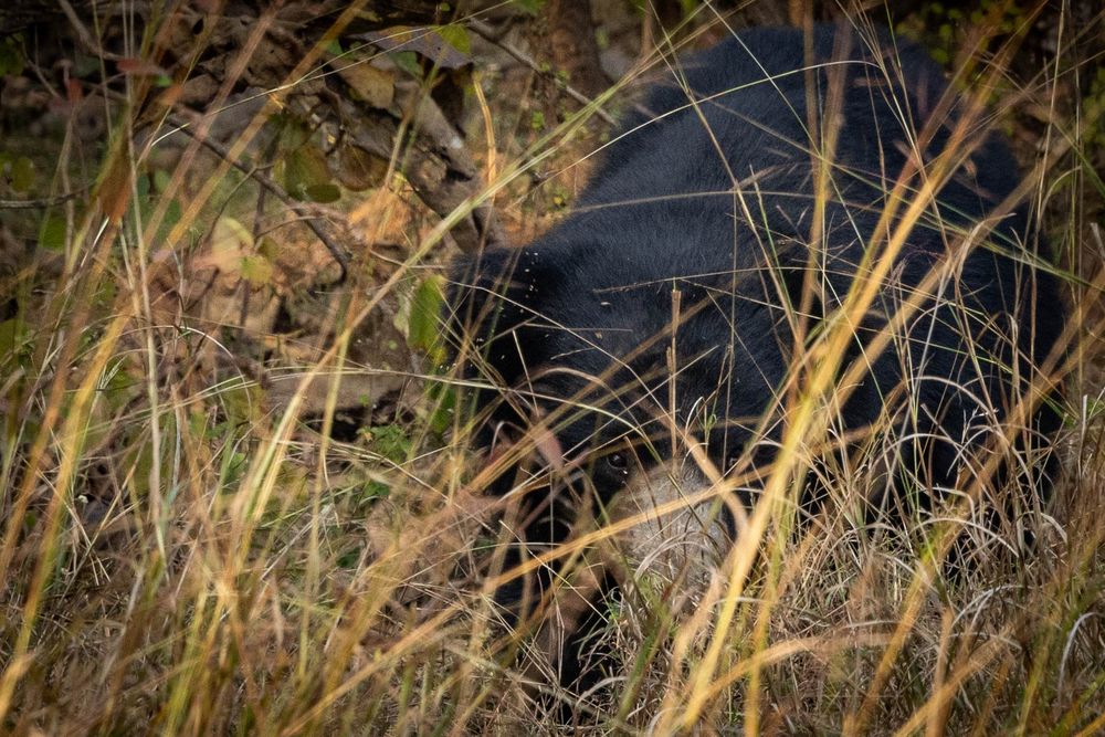 A black sloth bear partially hidden among tall dry grass and rocks in its natural habitat.