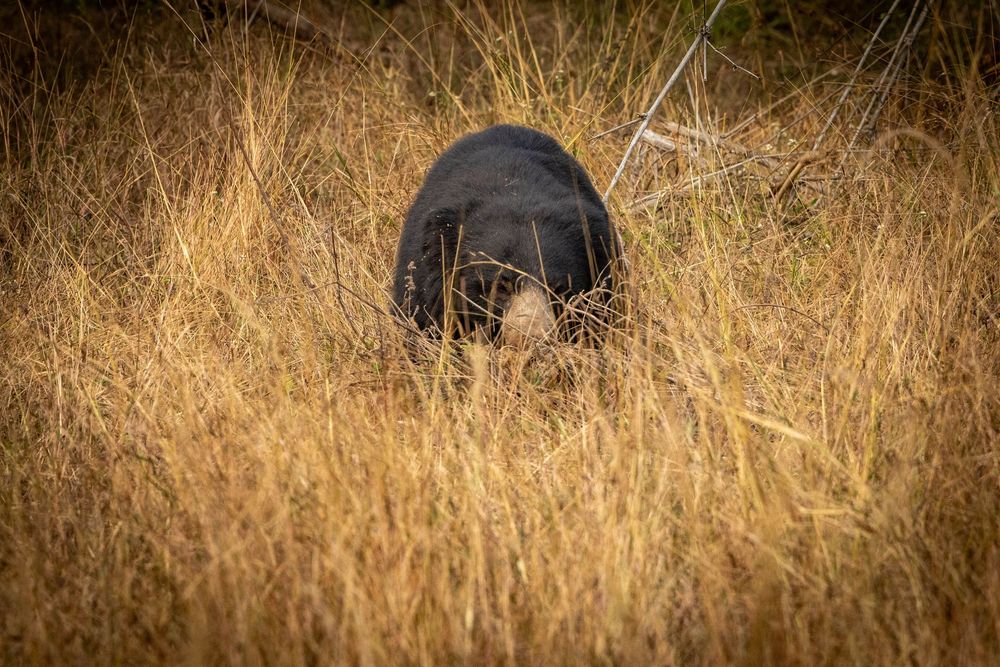 A shaggy Sloth Bear walking through tropical forest.