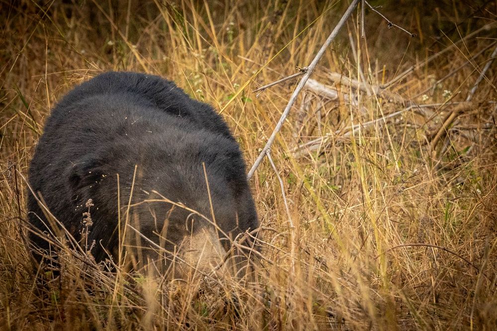 A shaggy Sloth Bear walking through tropical forest.