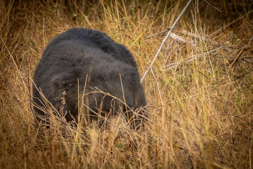 A shaggy Sloth Bear walking through tropical forest.