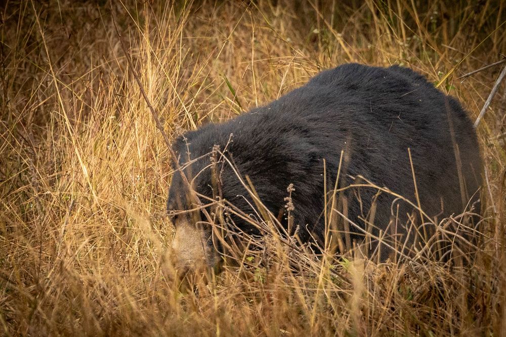 A shaggy Sloth Bear walking through tropical forest.