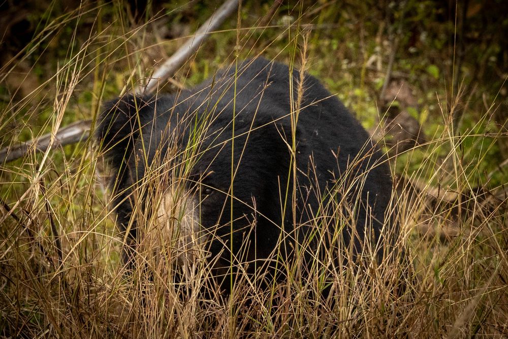 A shaggy Sloth Bear walking through tropical forest.