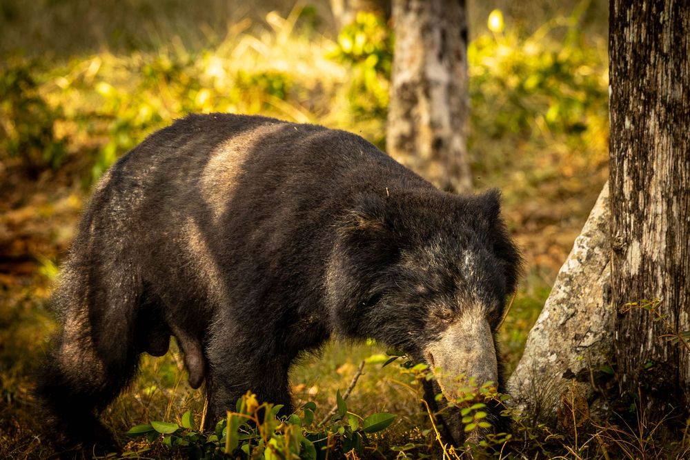 A large black sloth bear sniffs near a tree trunk in a sunlit forest.