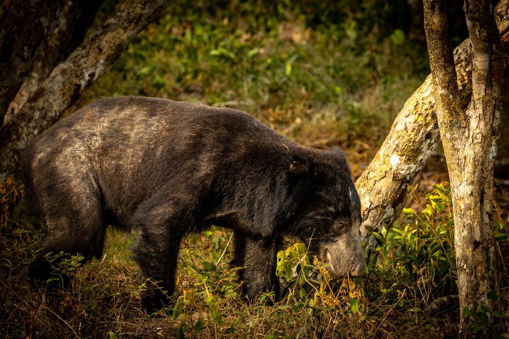 A large black sloth bear forages between two tree trunks in a forest.