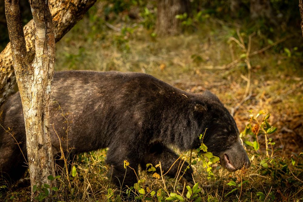A black sloth bear walks through dense forest undergrowth near a tree trunk.