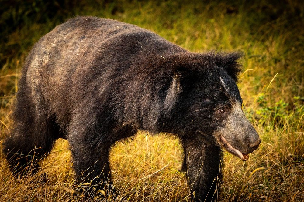 A shaggy Sloth Bear walking through tropical forest.