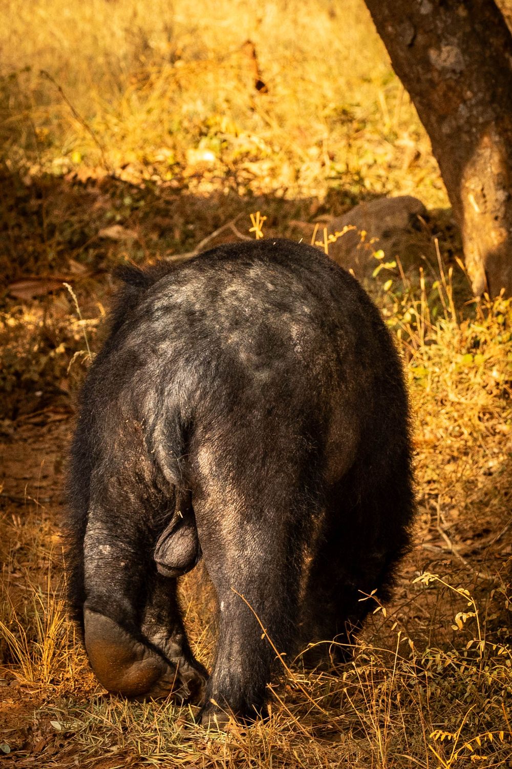 A shaggy Sloth Bear walking through tropical forest.