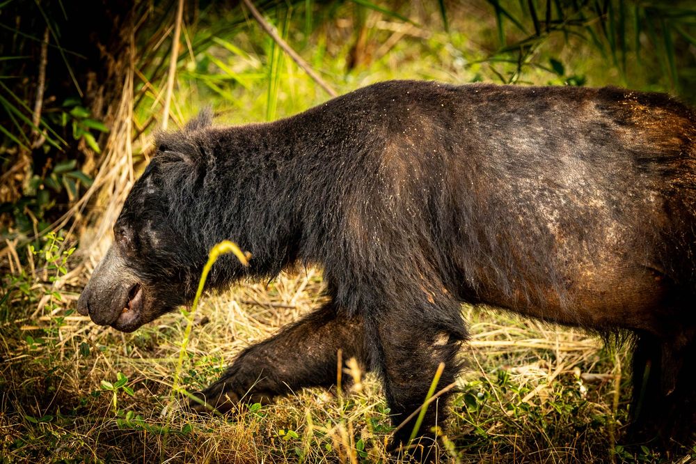 A shaggy black sloth bear walks through dry grass in the wild.