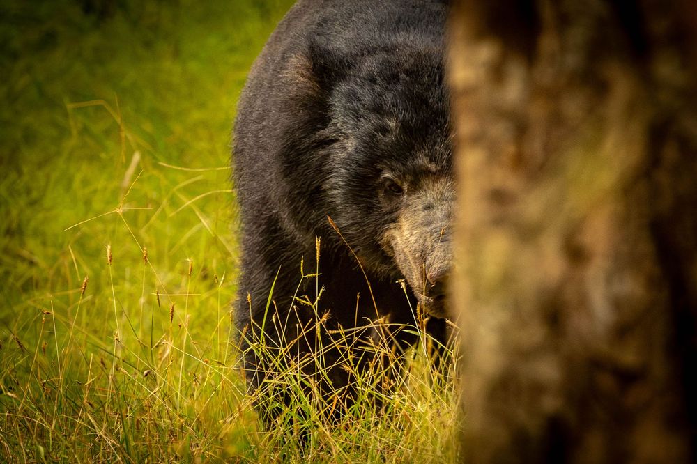A black sloth bear grazes through tall green grass beside a tree.