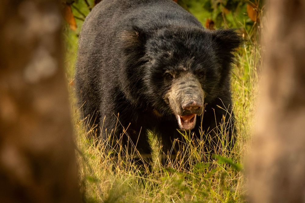 A black sloth bear with open mouth walks through tall green grass.