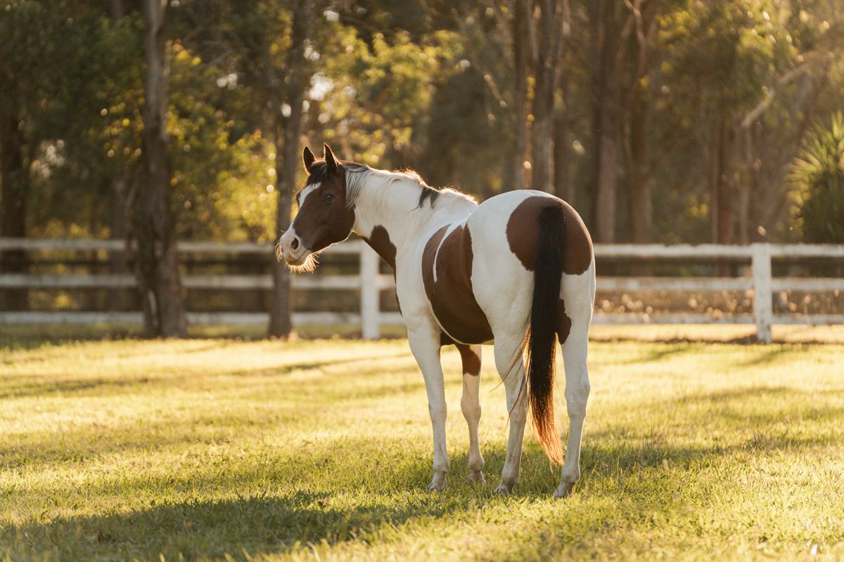 A brown and white Paint horse stands gracefully on green grass near a white fence with trees in the background photoshoot with horses in syd