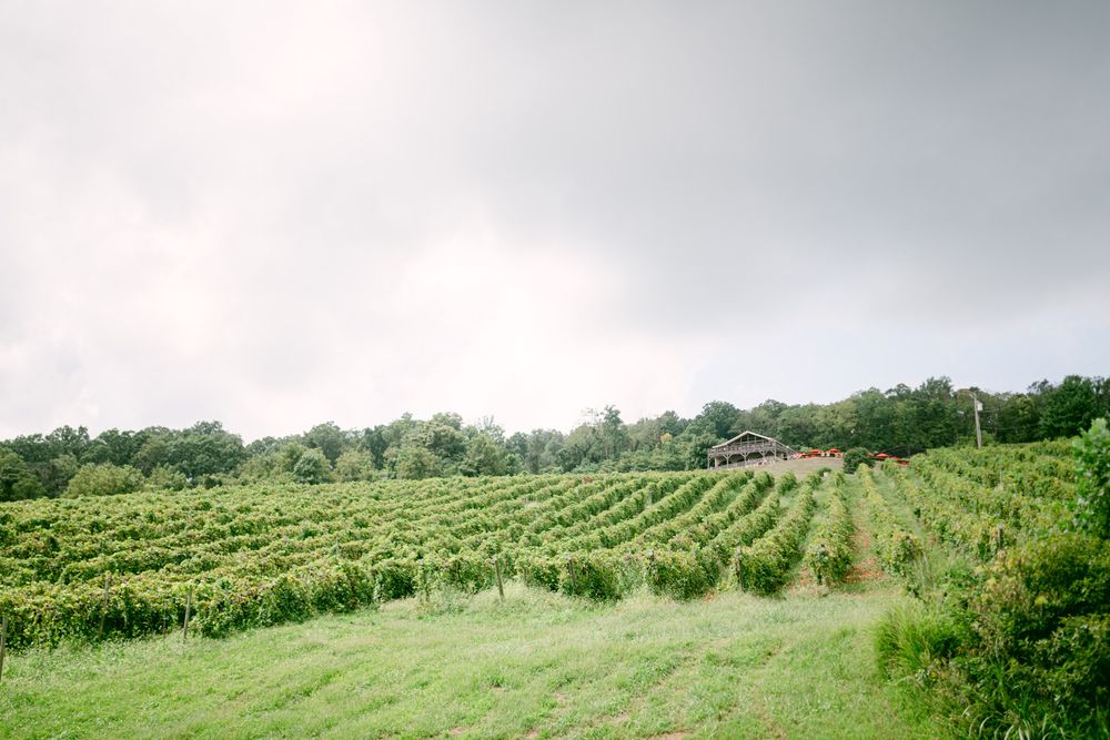 Bluemont Vineyard Wedding Photography