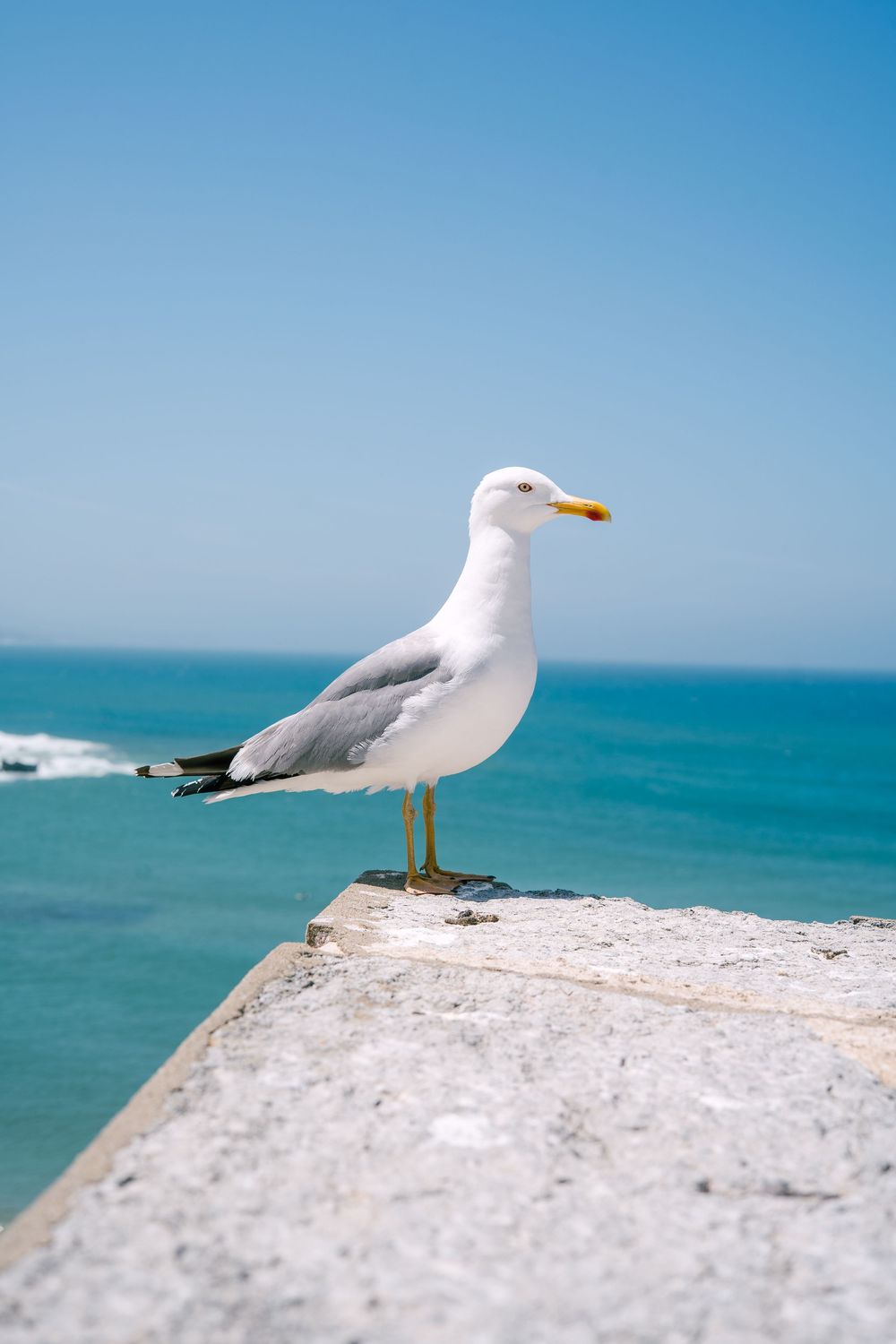 Seagull perched on concrete wall overlooking turquoise ocean waters on sunny day.