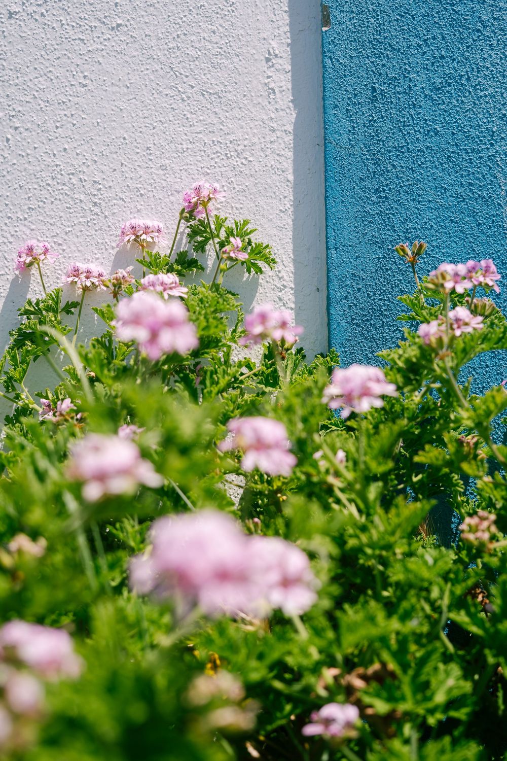 Pink flowers and green foliage against a white and turquoise striped wall.