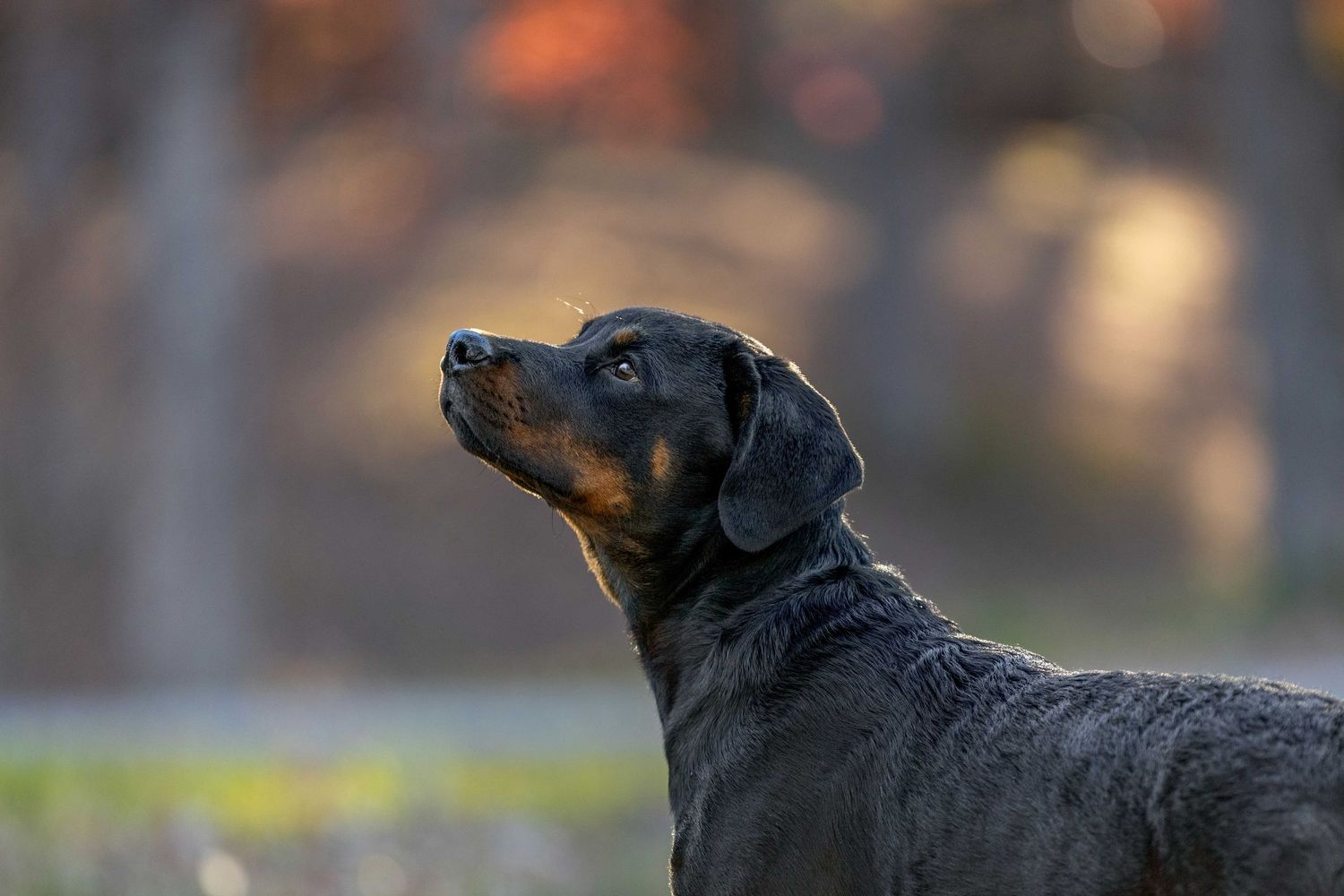 A profile view of a black and brown Rottweiler dog silhouetted against a blurred natural background.