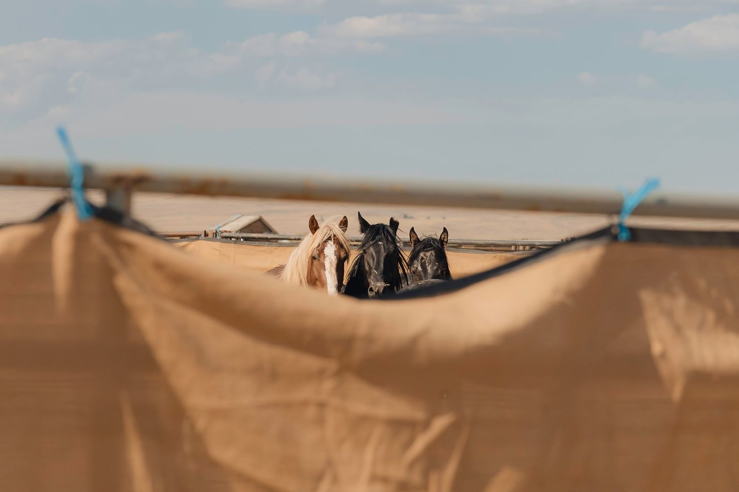 three wild horses in an off range holding facility after being rounded up