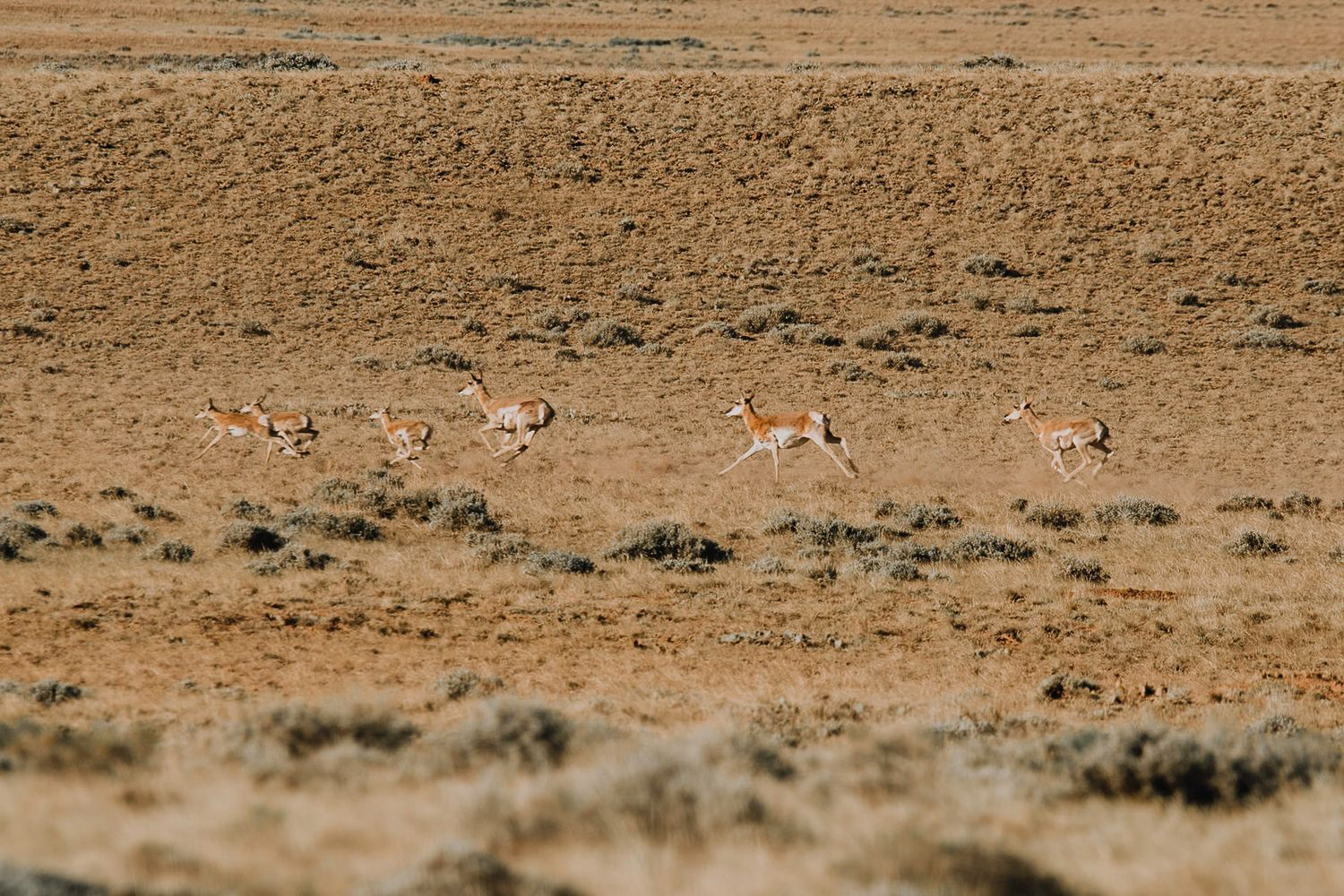 pronghorn running