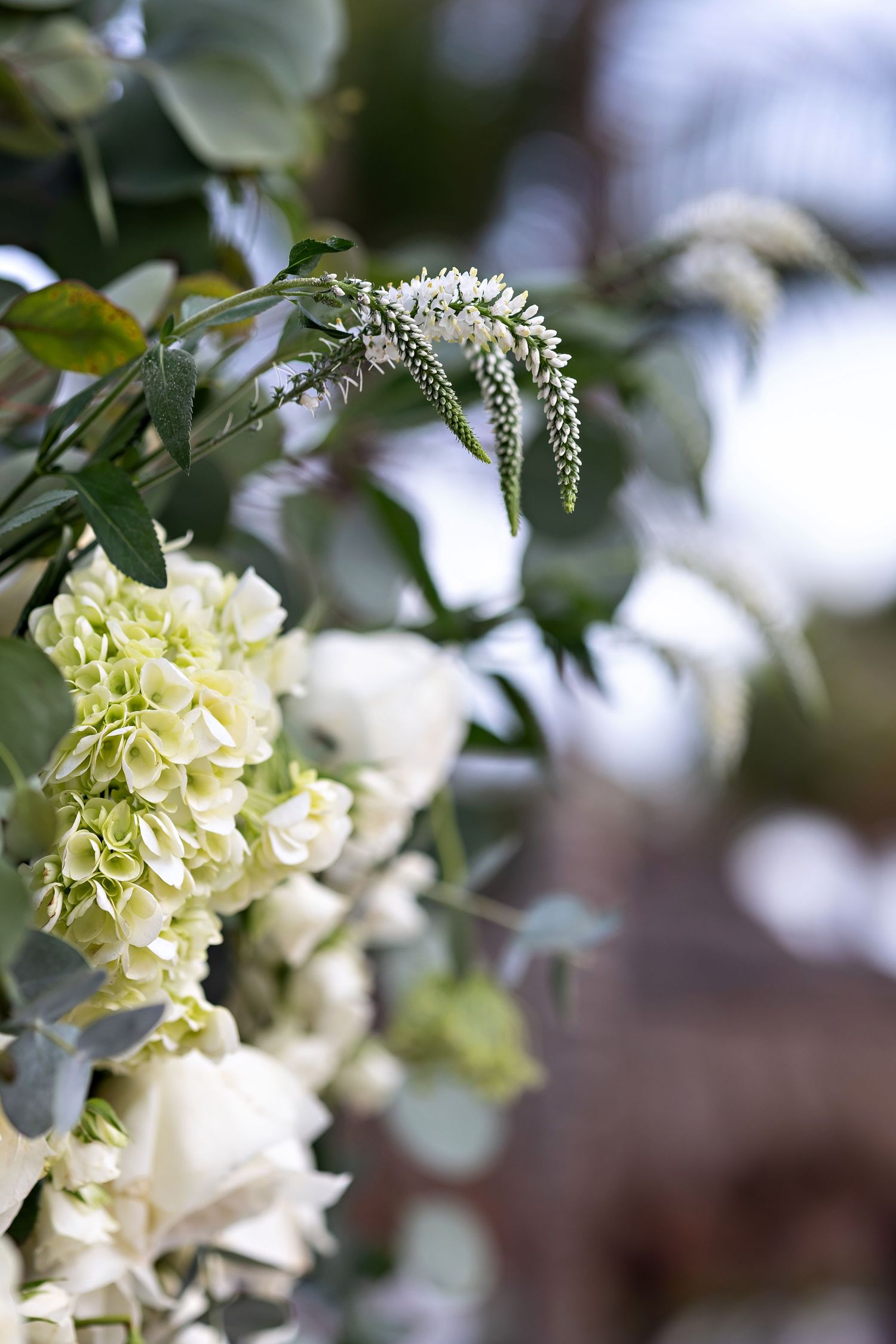 Delicate pale green and white flowers with elongated petals bloom against a soft blurred background.