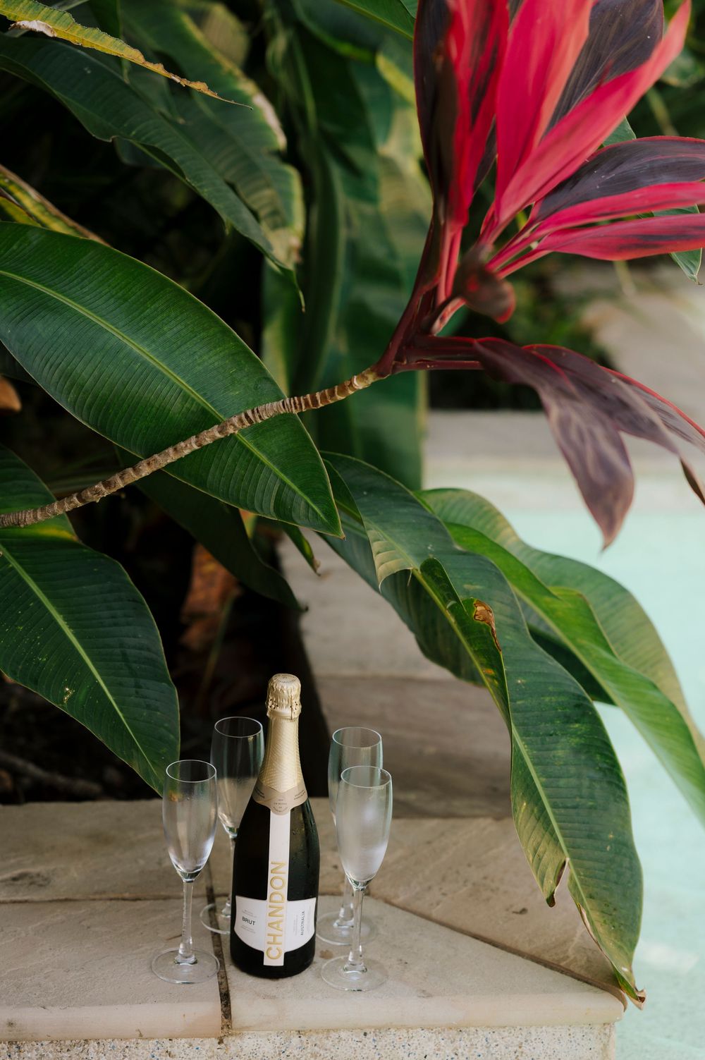 Champagne bottle and glasses displayed under tropical foliage with red flowers.