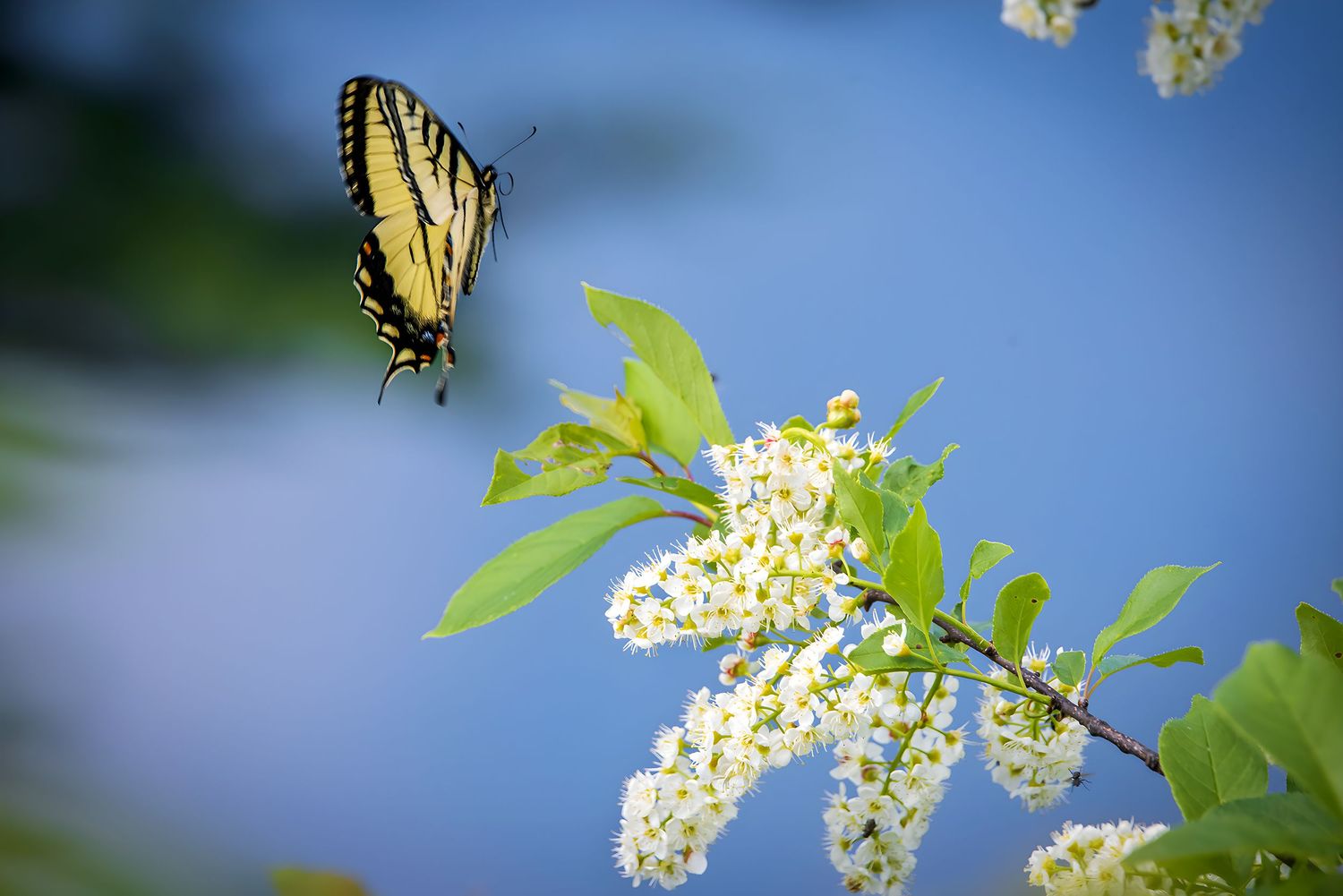NB#24 - Pollinator Incoming. Algonquin Park, CA.