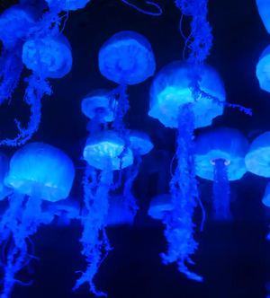 Luminescent blue jellyfish float gracefully in dark water creating an ethereal underwater display.