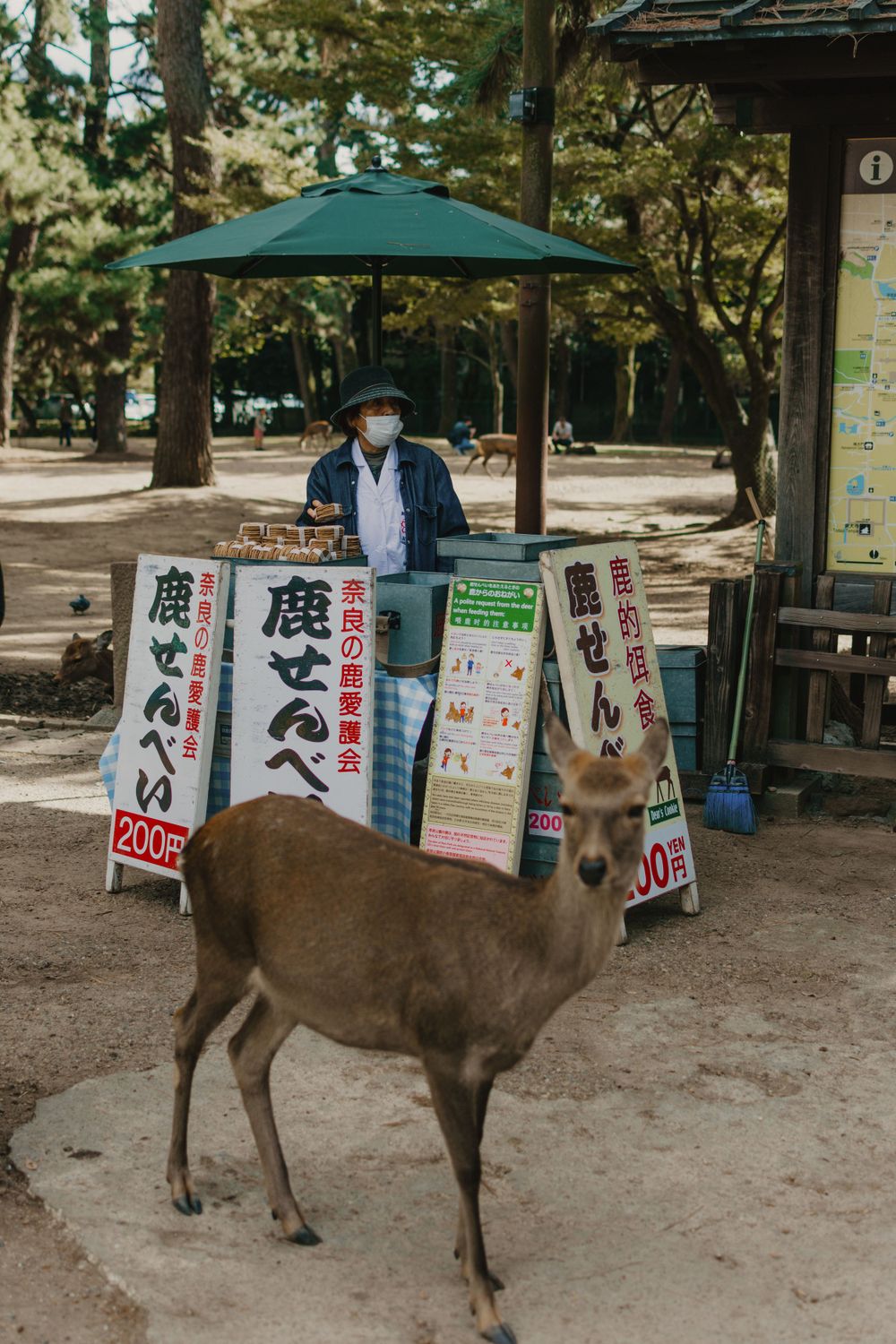 Deer in Nara Park, Japan