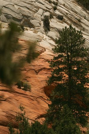 Textured red rock formations with pine trees in natural lighting.