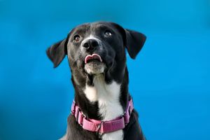 Portrait pet photography services from Pawfect Moments Photography, Pam Horn Photographer. Capturing your pet's pawfect moments.