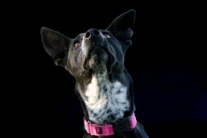 Portrait pet photography services from Pawfect Moments Photography, Pam Horn Photographer.  Capturing your pet's pawfect moments.  Dog