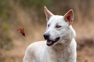 Professional pet photography services from Pawfect Moments Photography, Pam Horn Photographer.  Capturing your pet's pawfect moments.  Dog