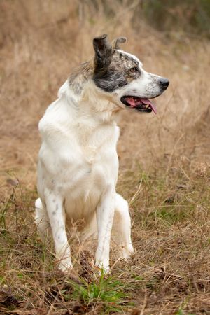 Professional pet photography services from Pawfect Moments Photography, Pam Horn Photographer.  Capturing your pet's pawfect moments.  Dog