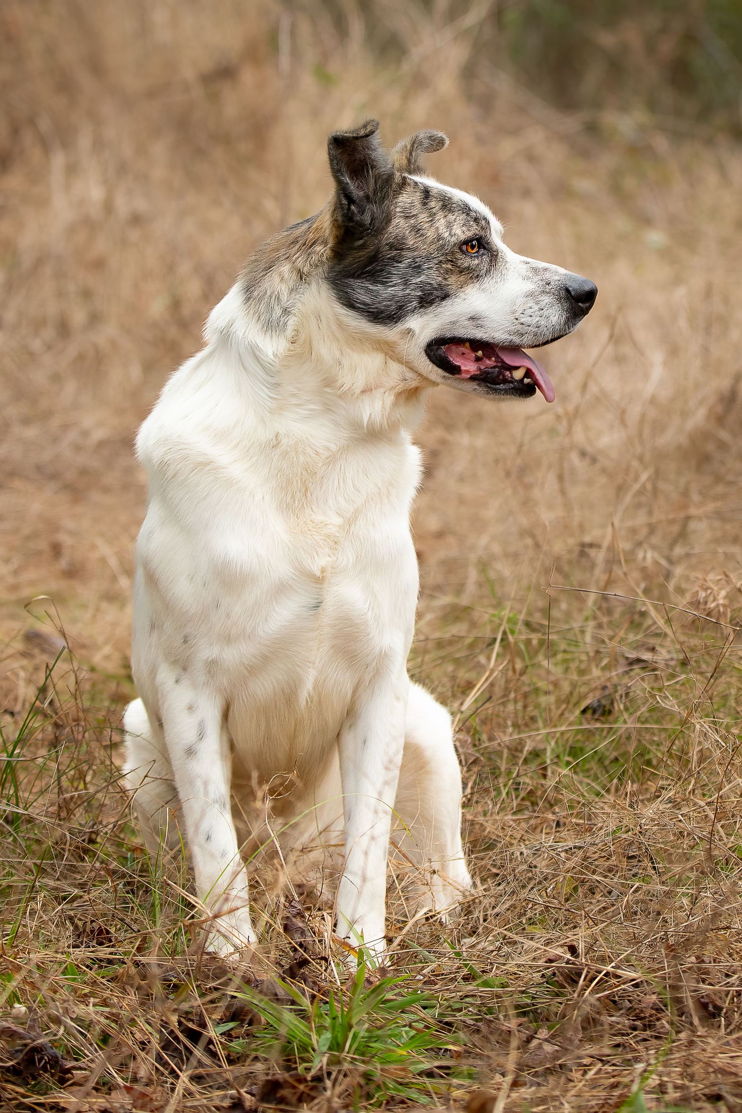 Professional pet photography services from Pawfect Moments Photography, Pam Horn Photographer.  Capturing your pet's pawfect moments.  Dog