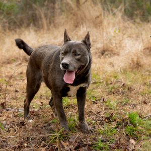 Professional pet photography services from Pawfect Moments Photography, Pam Horn Photographer.  Capturing your pet's pawfect moments.  Dog