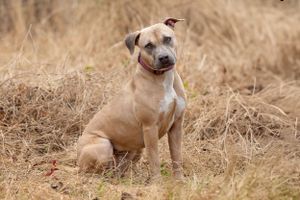 Professional pet photography services from Pawfect Moments Photography, Pam Horn Photographer.  Capturing your pet's pawfect moments.  Dog