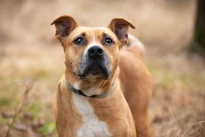 Professional pet photography services from Pawfect Moments Photography, Pam Horn Photographer.  Capturing your pet's pawfect moments.  Dog