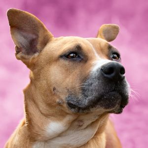Portrait pet photography services from Pawfect Moments Photography, Pam Horn Photographer.  Capturing your pet's pawfect moments.  Dog