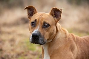 Professional pet photography services from Pawfect Moments Photography, Pam Horn Photographer.  Capturing your pet's pawfect moments.  Dog