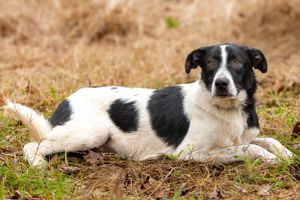 Professional pet photography services from Pawfect Moments Photography, Pam Horn Photographer.  Capturing your pet's pawfect moments.  Dog