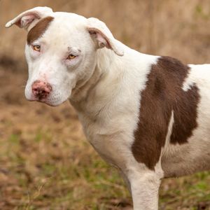 Professional pet photography services from Pawfect Moments Photography, Pam Horn Photographer.  Capturing your pet's pawfect moments.  Dog